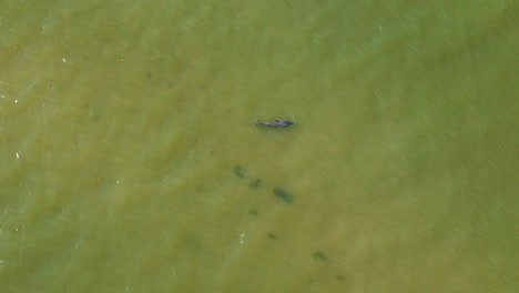 imágenes aéreas de una madre y un delfín bebé nadando juntos frente a la costa de la isla de sanibel, florida
