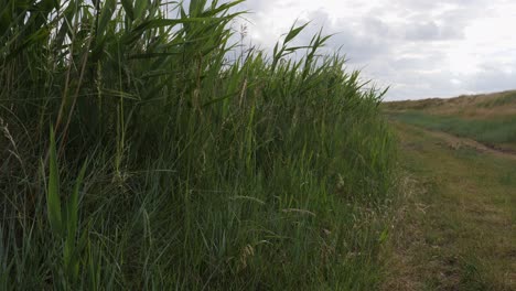 Grasland-An-Der-Küste,-Das-An-Einem-Bewölkten-Tag-Im-Wind-Weht