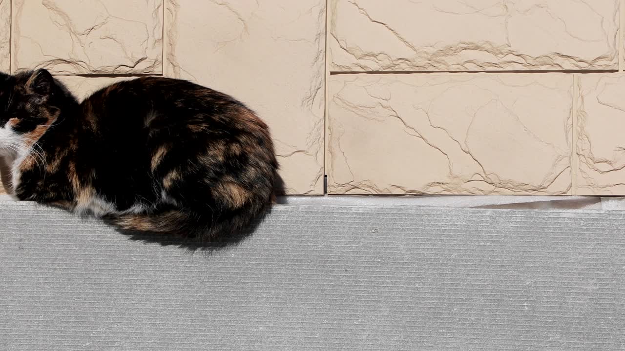 고양이가 에 몸을 따뜻하게 하고 있다