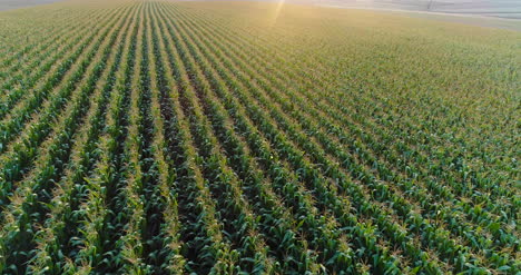 Vista-Aérea-De-La-Agricultura-De-Cultivo-De-Maíz-En-El-Campo-Agrícola-1