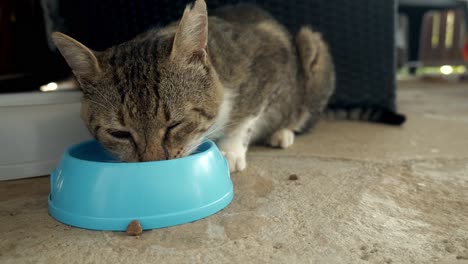 stray hungry feral tom cat eats greedily from blue food bowl close up