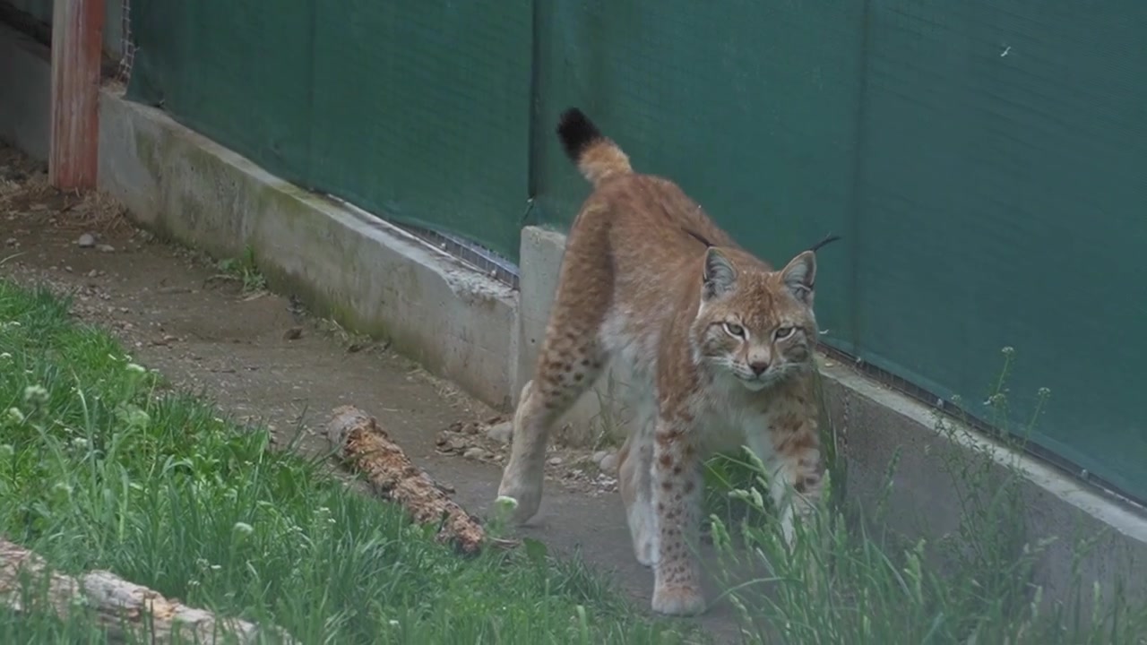 Una lince eurasiatica scende da un rifugio di legno, si ferma per pulirsi la zampa, poi continua a camminare verso la telecamera accanto a una recinzione di filo metallico.