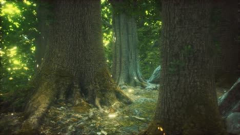 the primeval forest with mossed ground