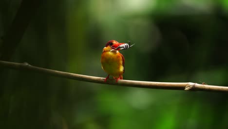 rufous-backed kingfisher or ceyx rufidorsa