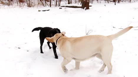 dos perros labrador jugando juntos