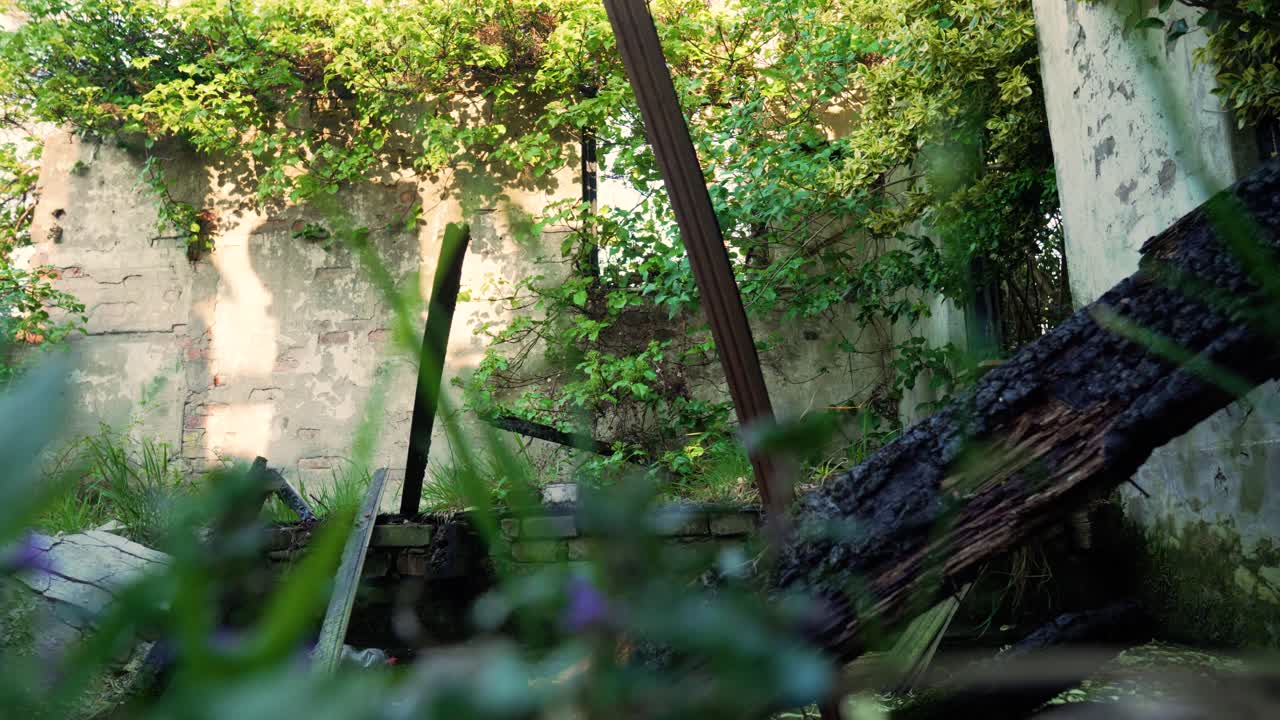 식물로 뒤인 버려진 건물