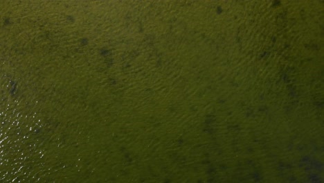 Water-surface-reflecting-sunlight-on-shallow-lake-near-shore,-liquid-texture