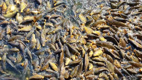 fishes in bulk and big size are feeding in a lake by some persons