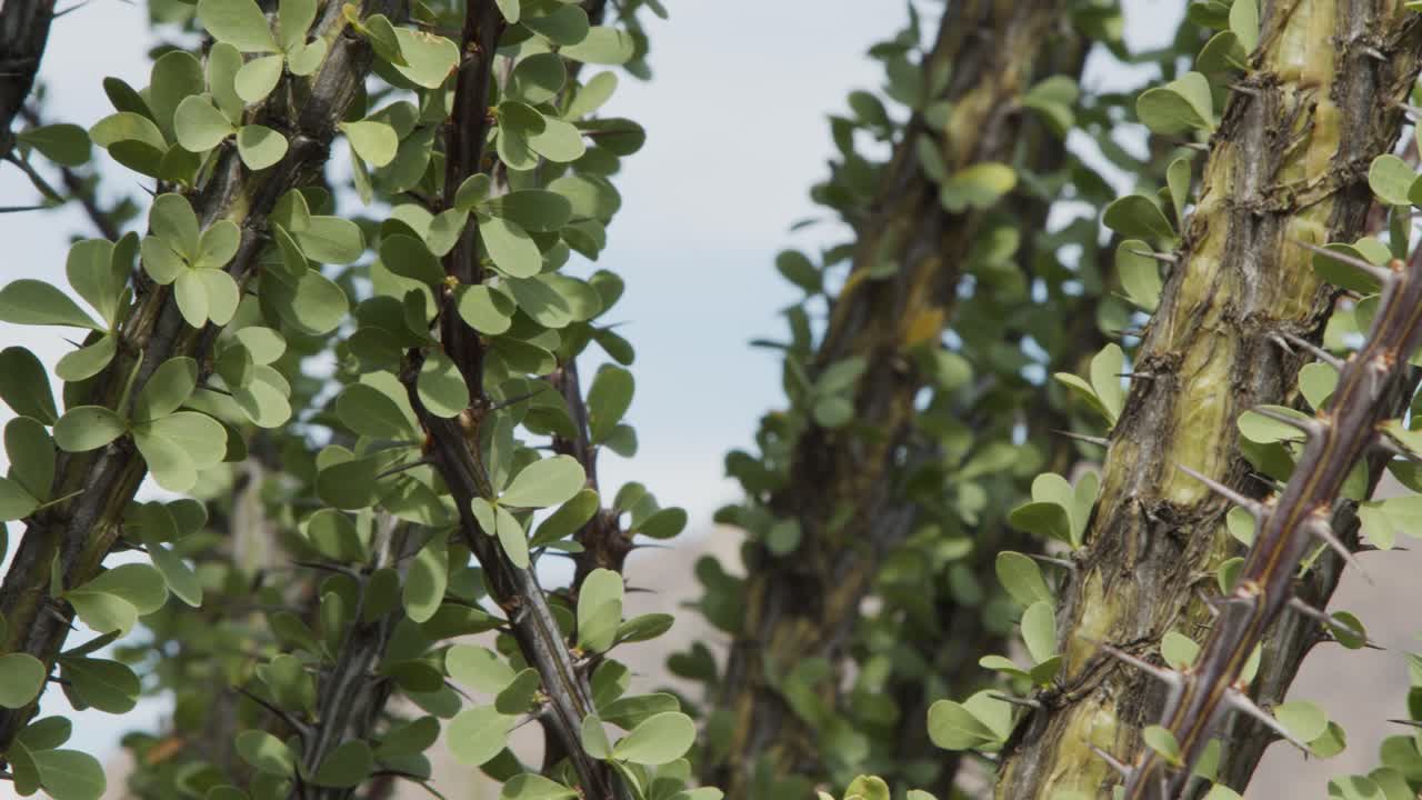 애리조나 사막에 등뼈가 있는 잎이 많은 선인장의 오른쪽 패닝 샷을 닫습니다.