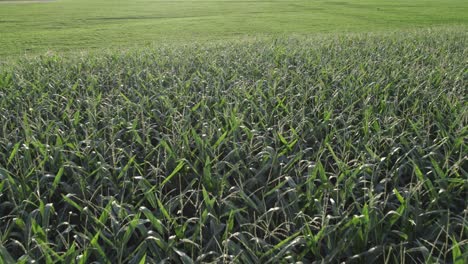 Growing-maze-in-rural-landscape,-aerial-close-up-view