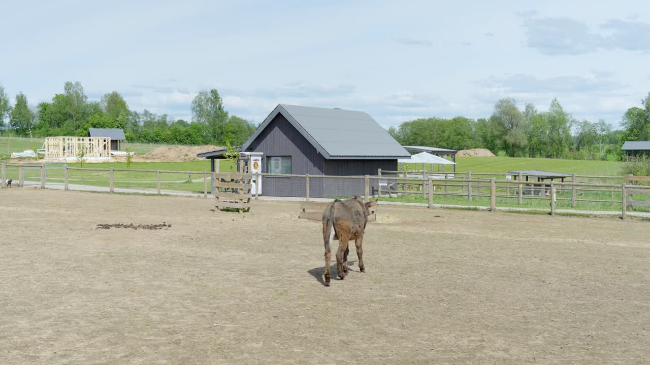 Lonely donkey in zoo, back view