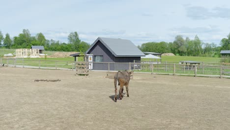 lonely donkey in zoo, back view