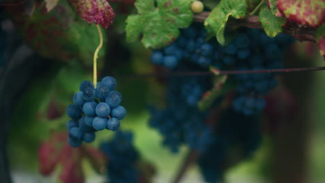 red grapes cluster in a small vineyard slow motion gimbal shot