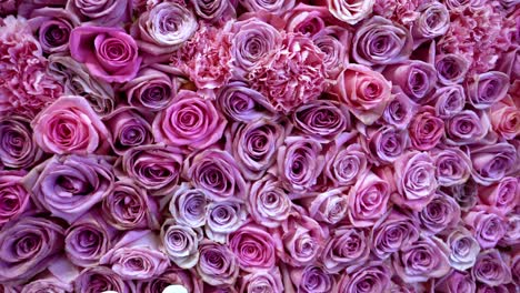 natural roses background closeup