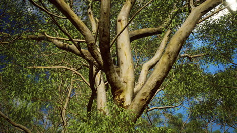 eucaliptus in Australia red Center