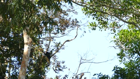 a small group of mantled howler monkey relaxing and climbing in tree in panama during hot summers day