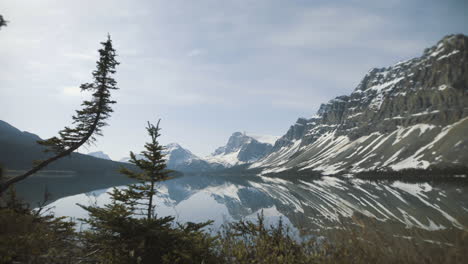 4K-Bow-lake,-Banff,-Alberta---Trees-in-foreground---Mirror-reflections-of-mountains-in-background---dolly-right,-moving-shot