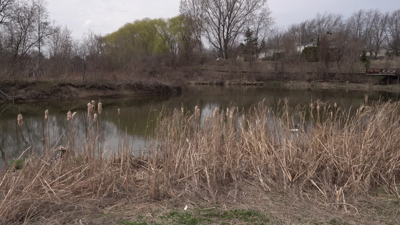 Vegetation growing along the riverbanks adds a beautiful dimension to the river's charm. In the background, there are many leafless trees and a few houses in the distance.