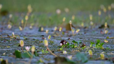 Jacana-De-Cola-De-Faisán-Sentada-Sobre-Huevos