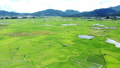 aerial view shot of paddy field in arunachal pradesh