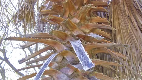 Palm-tree-in-the-Eastern-Cape,-South-Africa