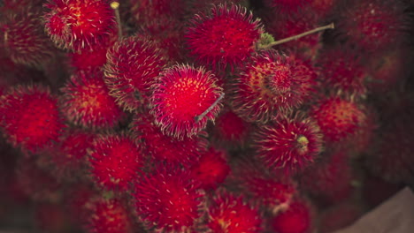 rambutan is a medium-sized tropical tree in the family sapindaceae