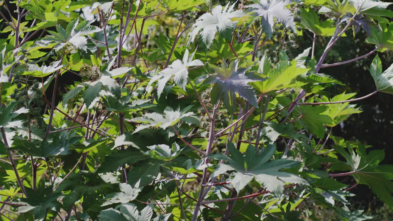 A handheld shot of castor bean plants, as the plant leaves sway in sunny afternoon breeze.