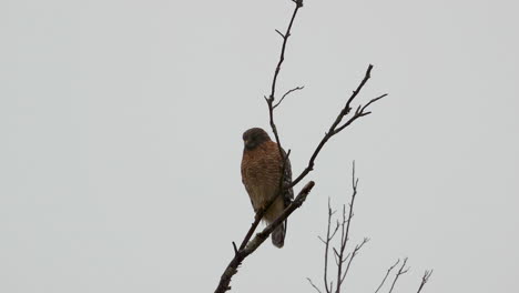 Red-shouldered-hawk-perched-on-a-large,-barren-branch-in-the-pouring-rain