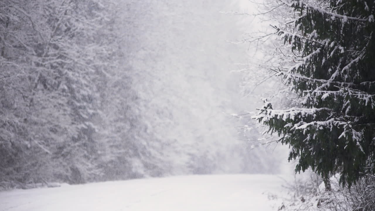 la nieve cae en el bosque de abetos blancos e invernales, posibilidad remota