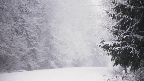 snow falls in white wintery fir tree forest, long shot