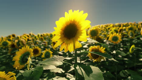 Hermoso-Campo-De-Girasoles-Florecientes-Contra-La-Luz-Dorada-Del-Atardecer