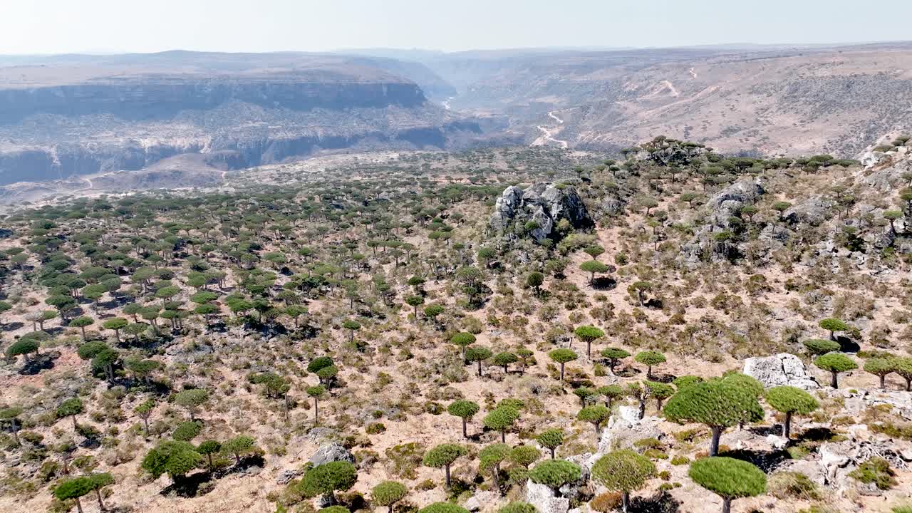 árbol de sangre de dragón en el bosque de firmhin en la isla de socotra, yemen