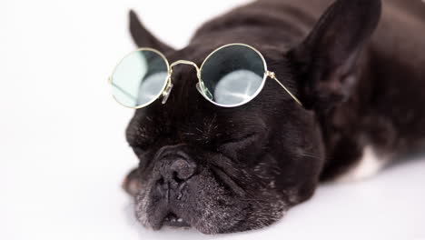 pet french bulldog with sunglasses