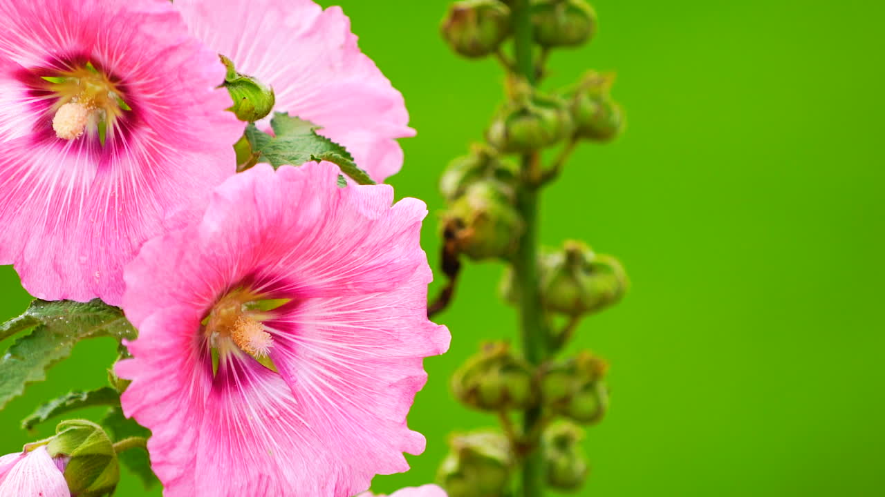 Flor rosa sobre fondo de campo verde.