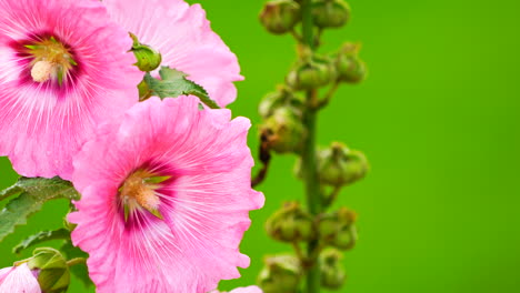 Pink-flower-on-green-field-background.