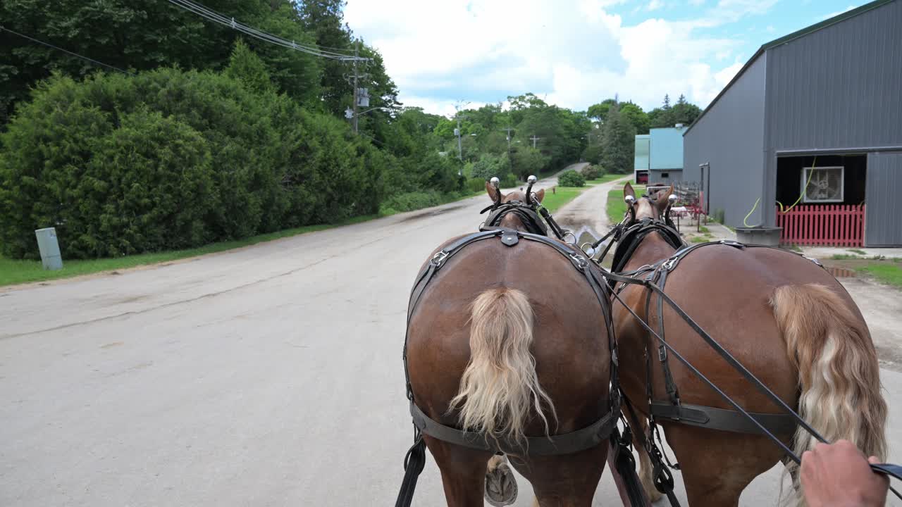 caballo caminando ansiosamente más allá de su casa de establo de la isla de mackinac en el verano en la isla de michigan