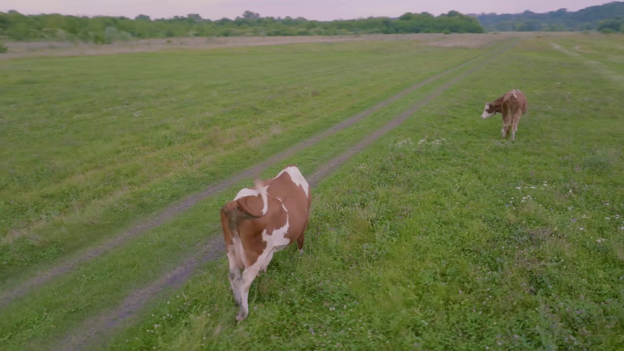 ⁇  에서 사육 하는 소 들