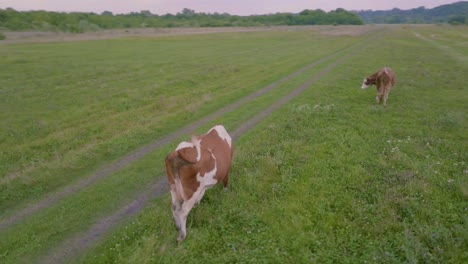 cows grazing in a field