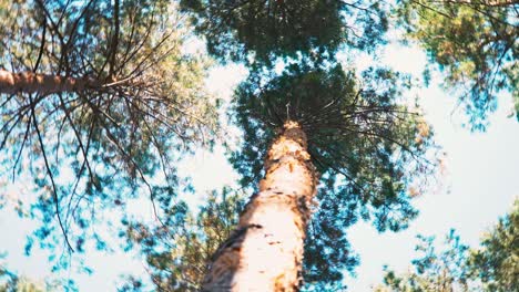 trees spinning overhead. pov. the person is spinning, dancing. dizziness