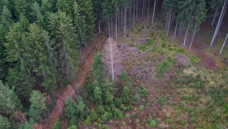 Aerial-zoom-view-of-a-dry-white-tree-in-the-middle-of-a-meadow-in-the-woods