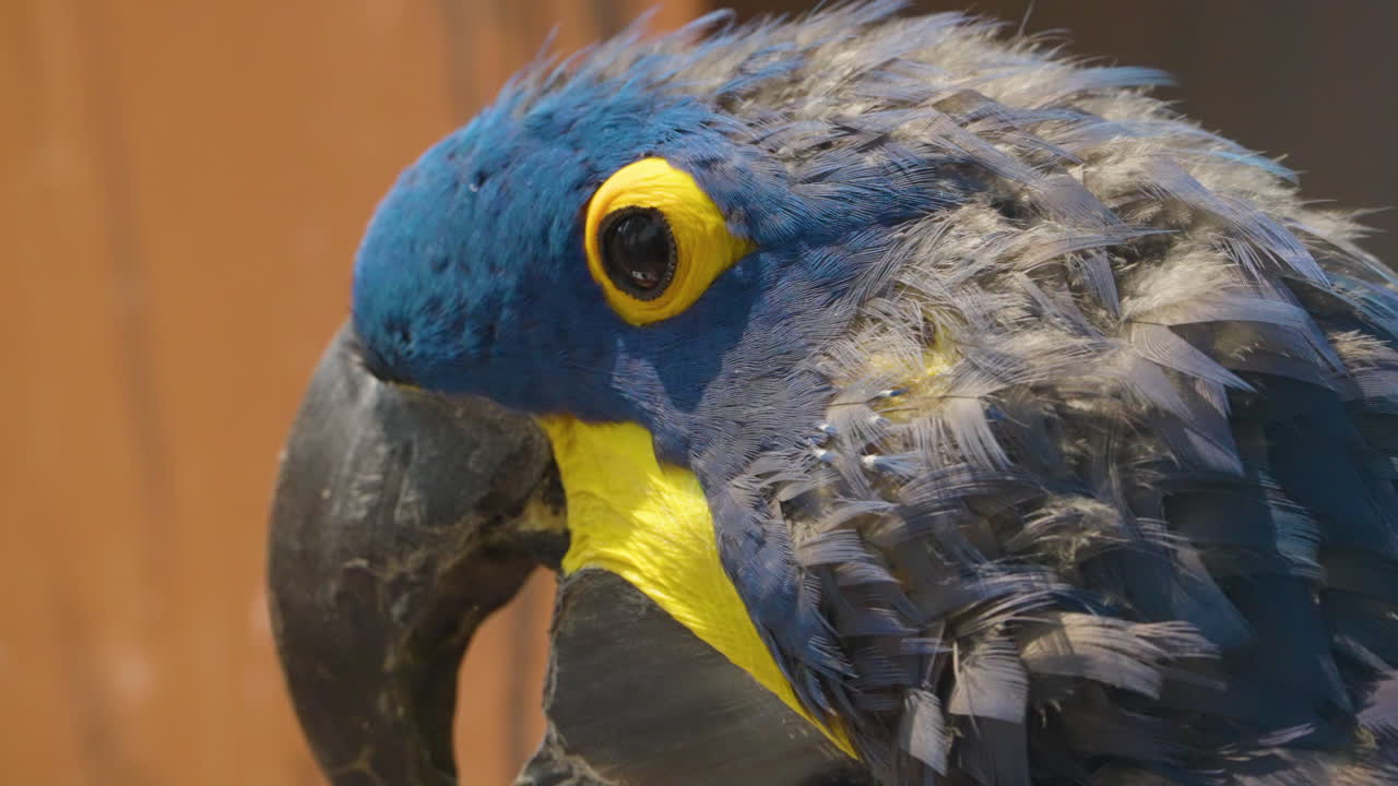 이국적인 푸른 히아신스 마코, 브라질 고유의 앵무새의 클로즈업 사이드 초상화