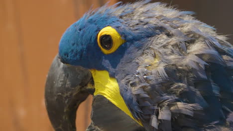 close-up side portrait of an exotic blue hyacinth macaw, a parrot native to brazil