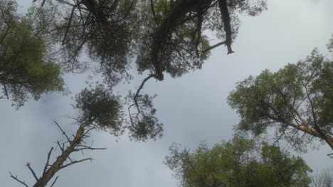 Tall-pine-treetops-view-upwards-with-slow-rotation