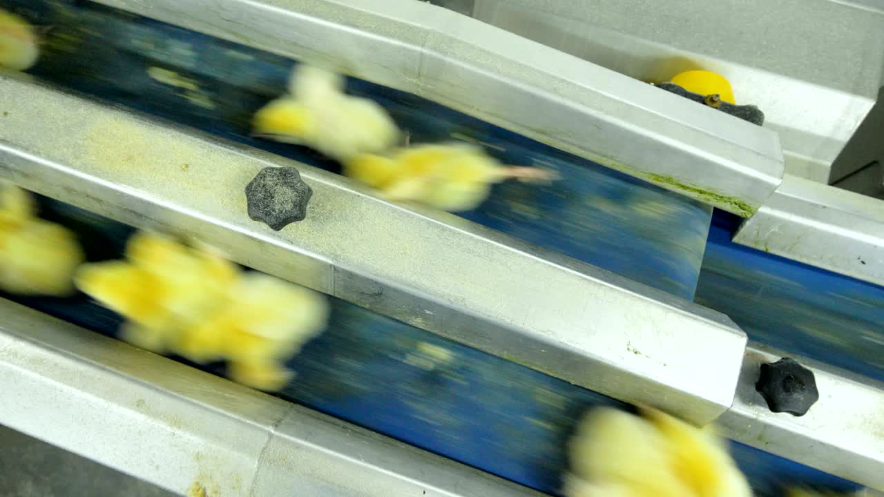 aves de corral industriales, pollitos lindos en un transportador. pollo en una avicultura.