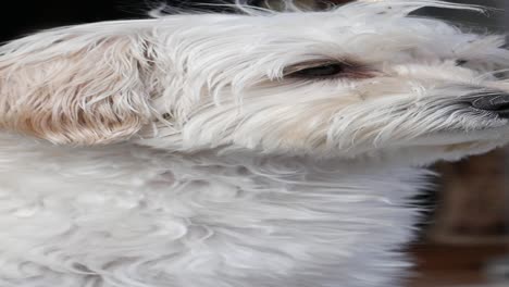 fluffy white dog portrait