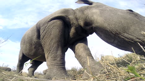 Exreme-close-up-of-southern-white-rhino-feeding-in-the-wild,-wide-angle-shot