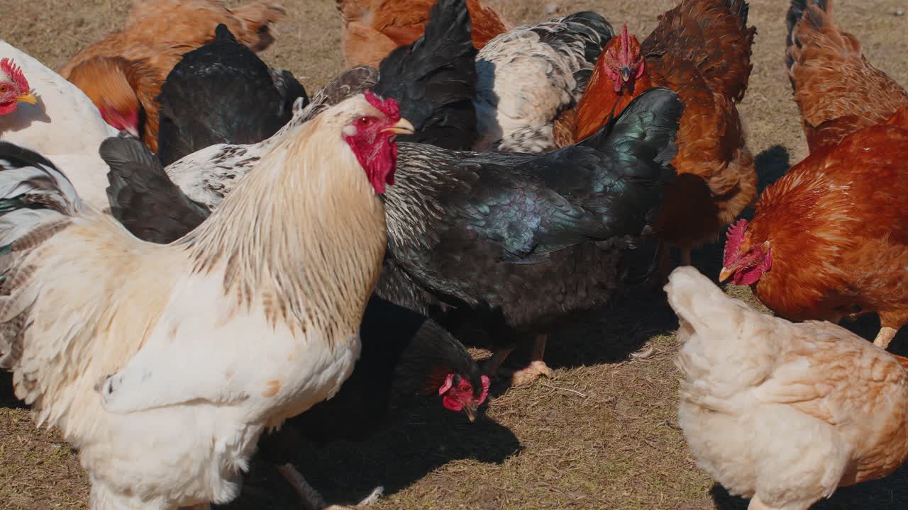 Domestic freerange pasture chickens roosters walking on grass feeding on rural eco home farm coop
