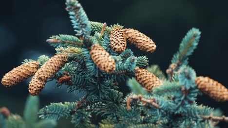 a close-up shot of the branches of the young pine tree