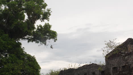 helicopter-taking-off-in-French-Guiana,-Big-mango-tree-in-foreground