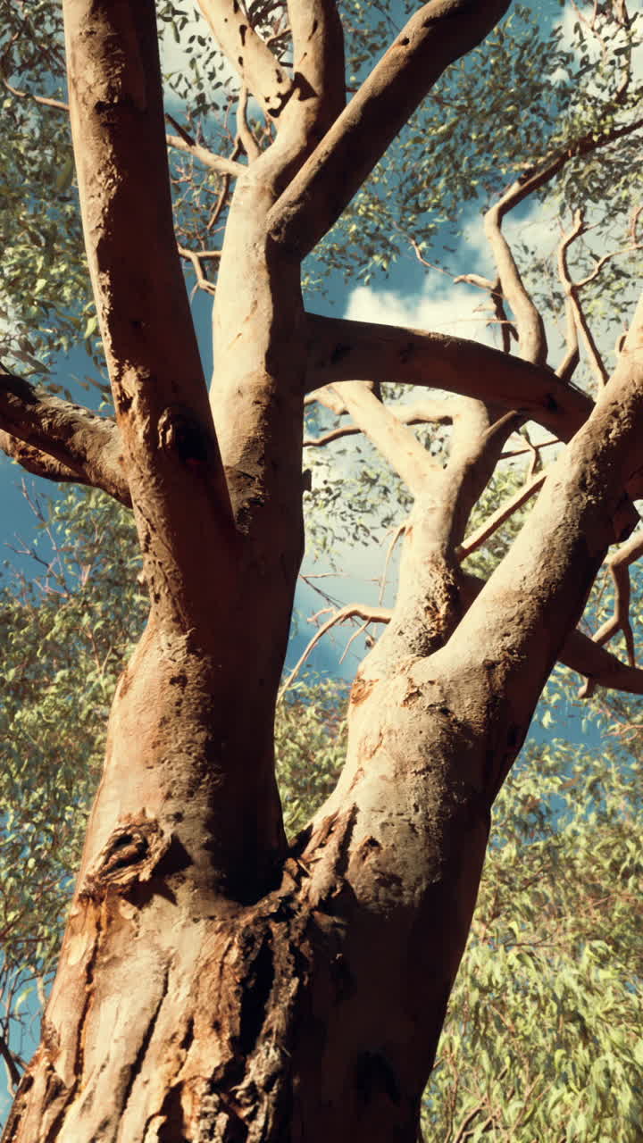 키가 큰 유칼립투스 나무